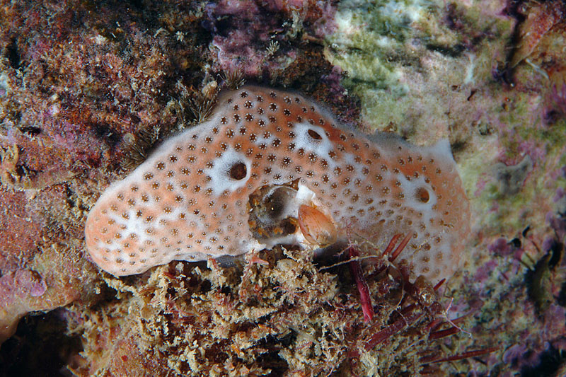 Didemnum sp.